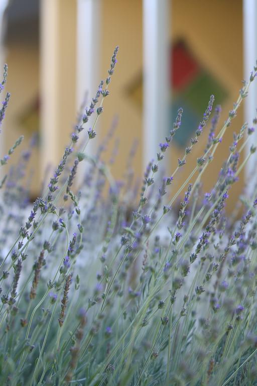 Lodge Housemartin & Self Catering De Rust